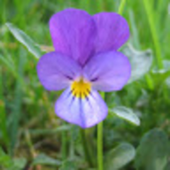 Meet your Posher, Lada - Picture 1 of 1